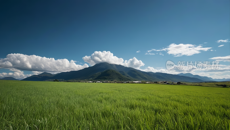 一片绿草如茵的田野风景风光高清图片