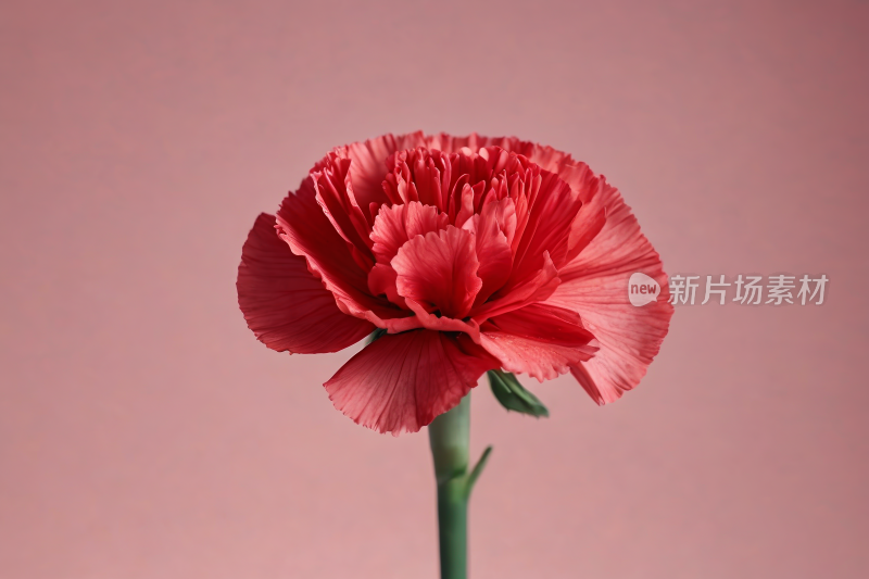 桌子上的花瓶里有一朵红花高清图片