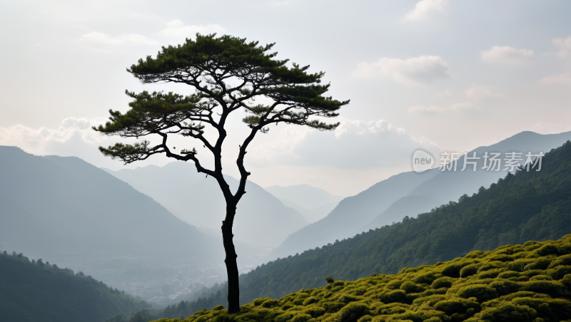 山上一棵孤树一座山高清图片