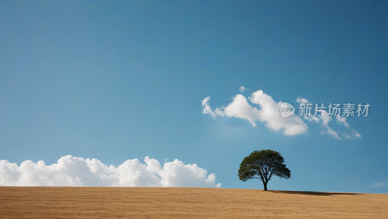 山上的一棵孤树蓝天高清风景图片