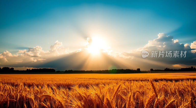 金色麦田迎朝阳