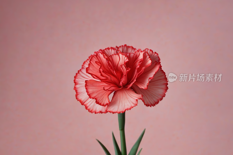 桌子上的花瓶里一朵红花高清图片