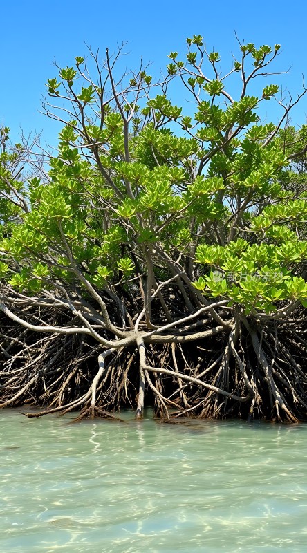 绿意盎然的红树林