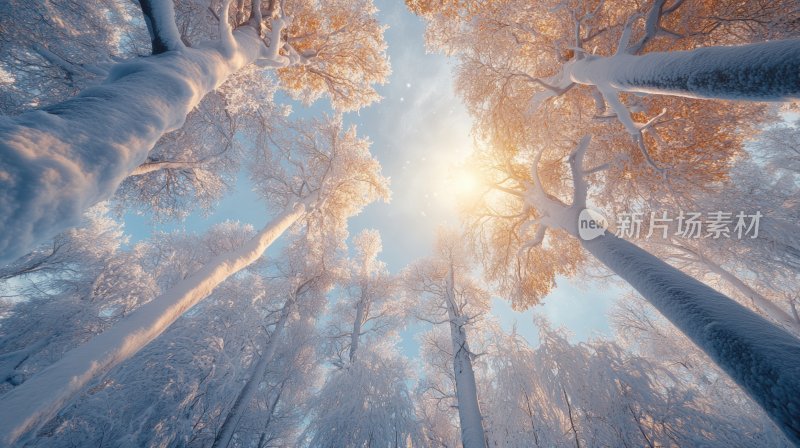 冬天树林冬季风景冬日雪景风光