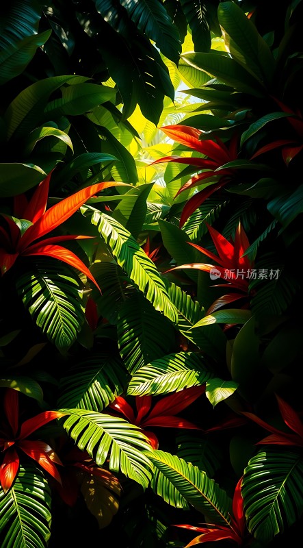 阳光下的热带雨林