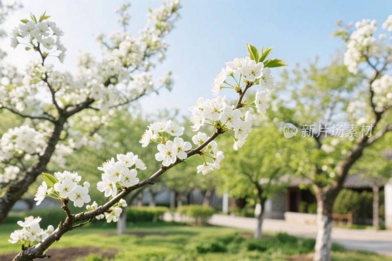 春日繁花树枝风景