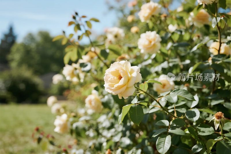 自然蔷薇花丛风光