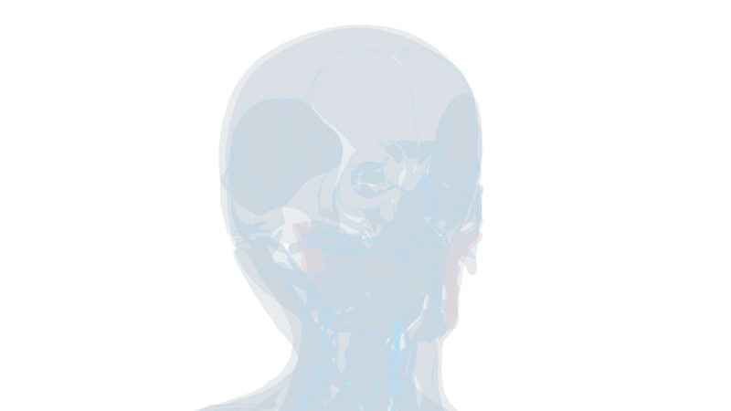 腮腺线体 腮腺炎发炎大脖子病头骨五官9