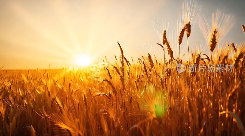 金色麦浪阳光下的丰收景象