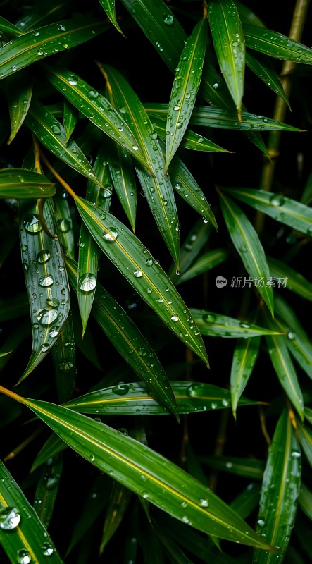 雨后竹叶上的露珠