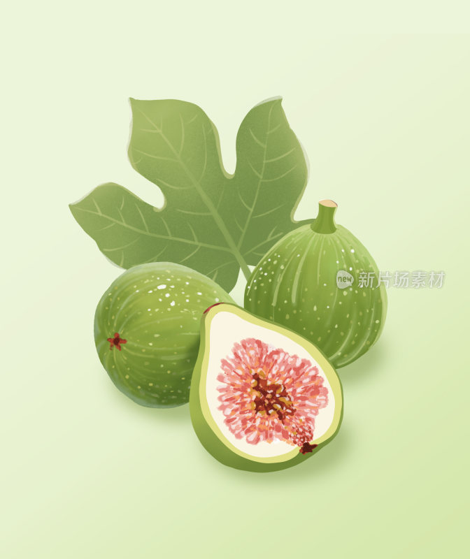 清新手绘无花果插画