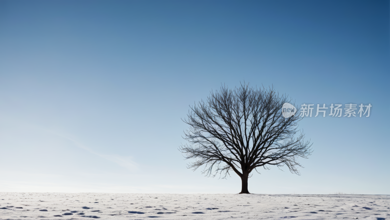 蓝天雪地里的树高清图片