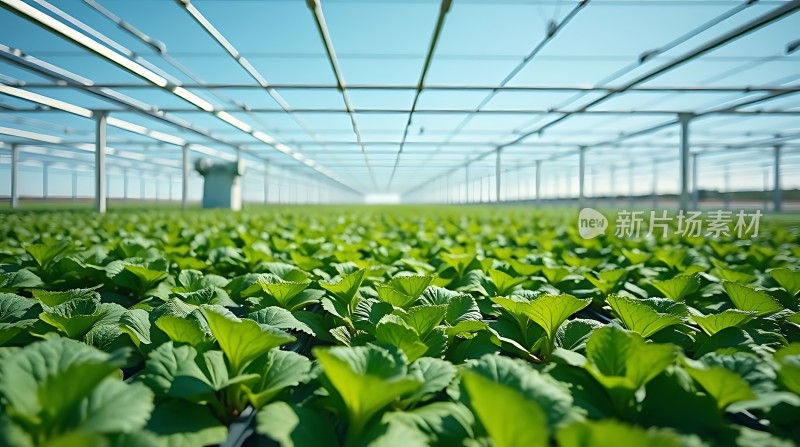 绿色大棚蔬菜种植基地