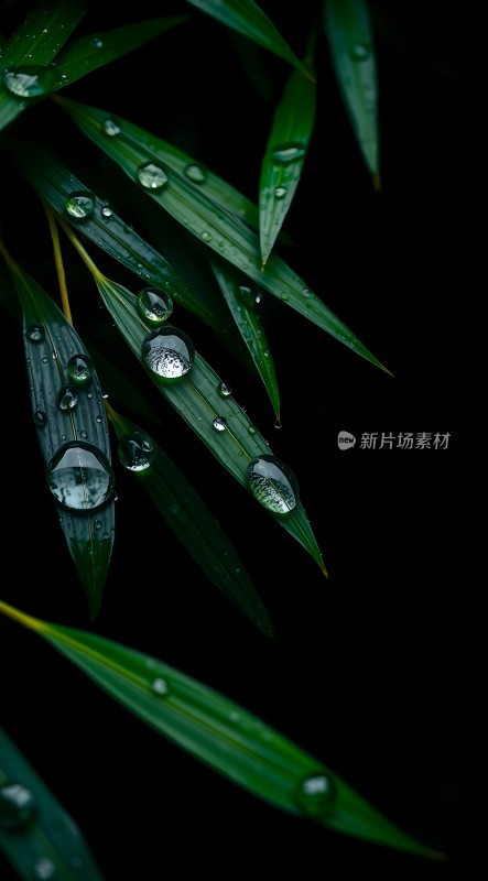 雨后竹叶上的露珠