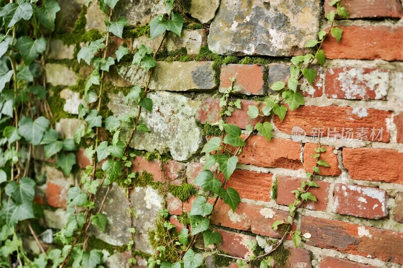 砖墙攀爬藤蔓