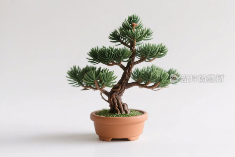 盆栽盆景展示图