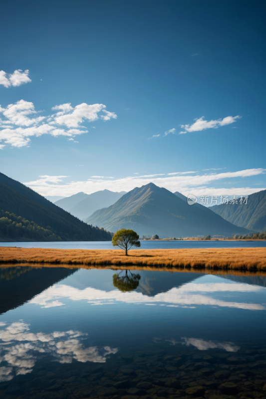 湖岸上一棵孤树高清风景图片