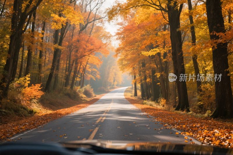 秋日林间公路美景