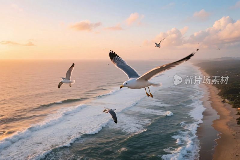 海滩上空飞翔的海鸥