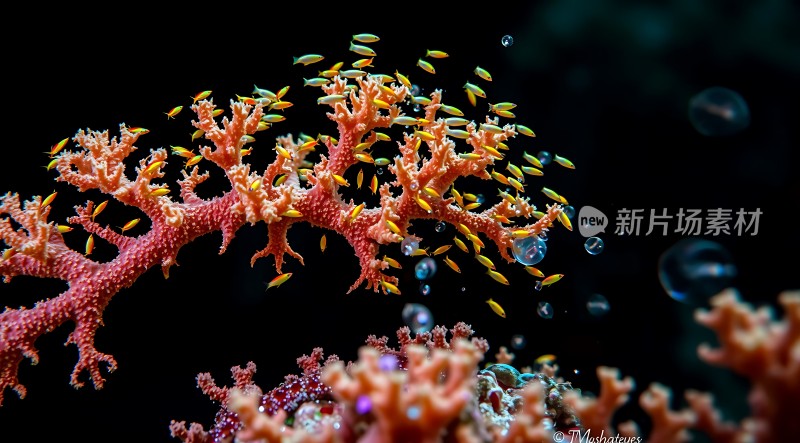 珊瑚丛中游动的鱼群