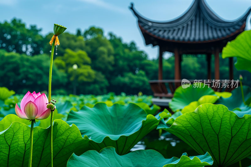 荷花池荷叶生态公园