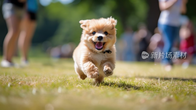 奔跑跳跃飞跃的可爱小狗金毛幼犬