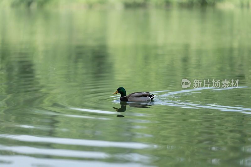 鸭子水面游动