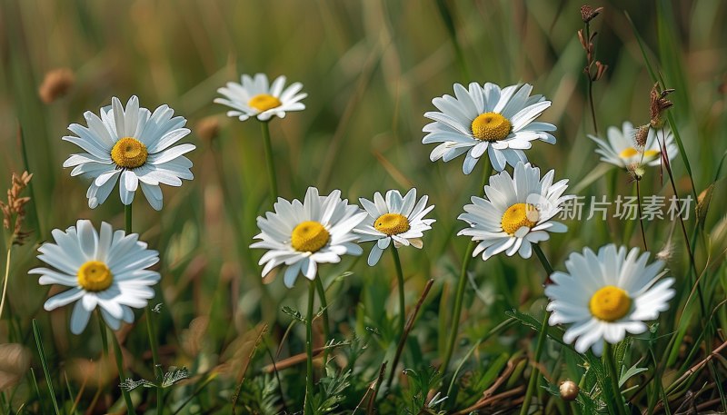 草地雏菊盛开