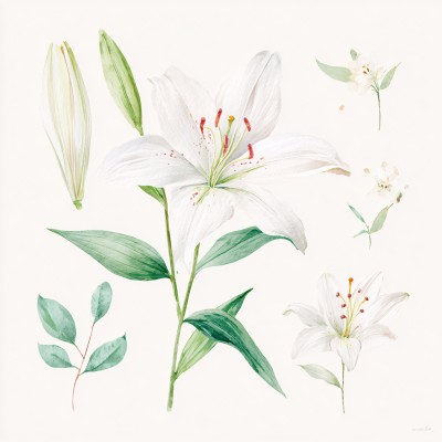 手绘白色百合花及枝叶插画 手绘白色百合花及枝叶插画