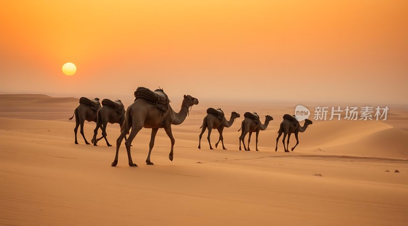 驼队沙漠日落