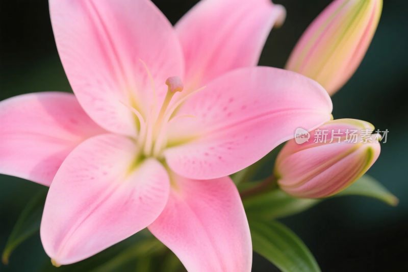 粉色百合花卉图片