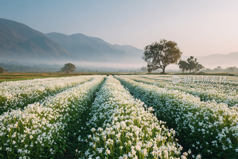 田野中盛开的白色花田美景
