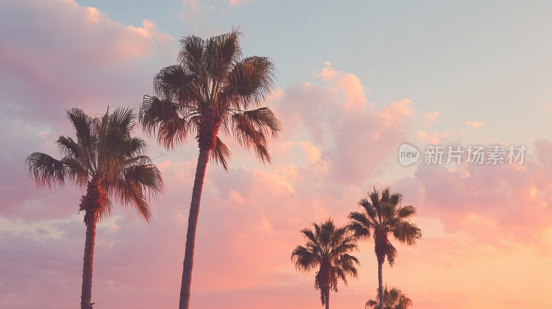 夕阳下的棕榈树美景