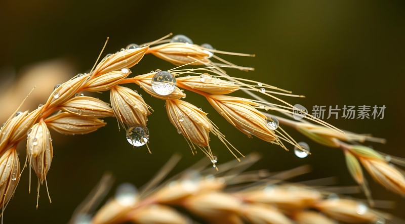 晨露轻抚麦穗