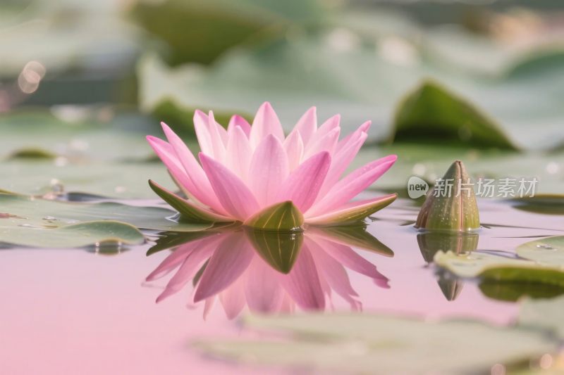 粉色莲花与水面倒影