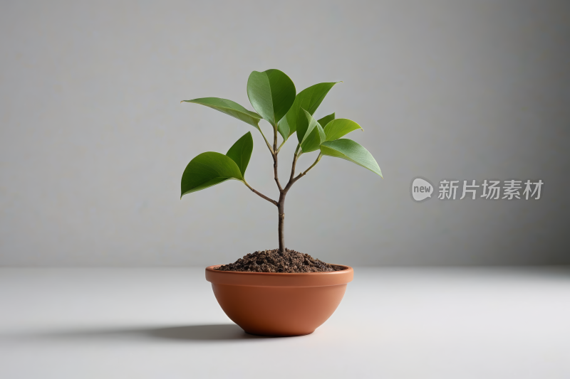 一株小植物高清图片