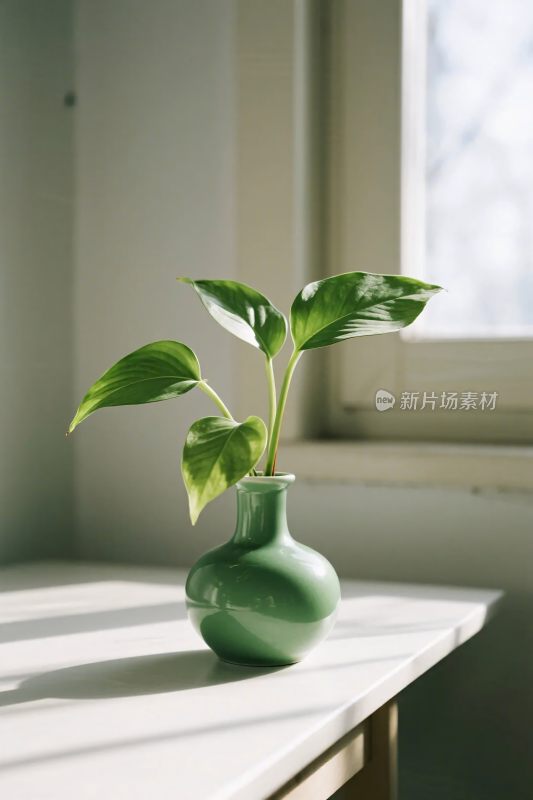 窗边绿植花瓶静物