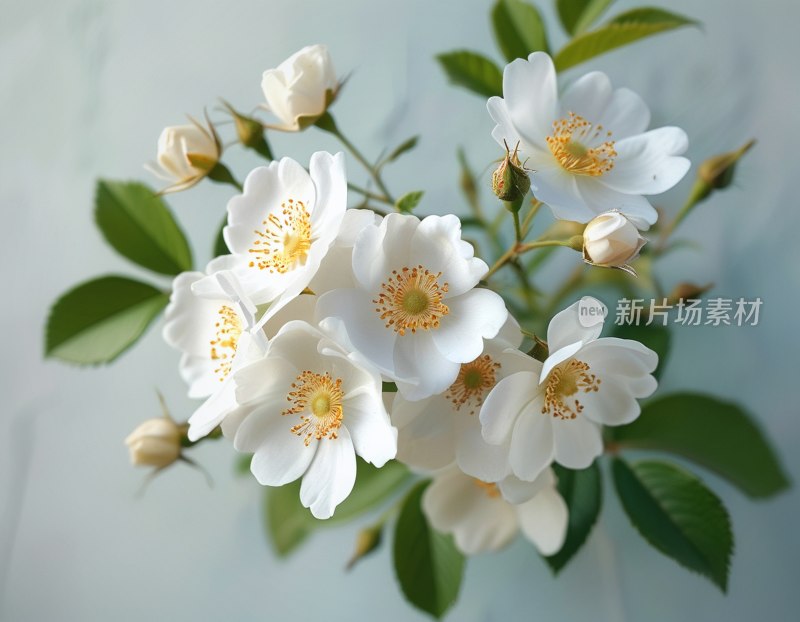 春日白蔷薇绽放