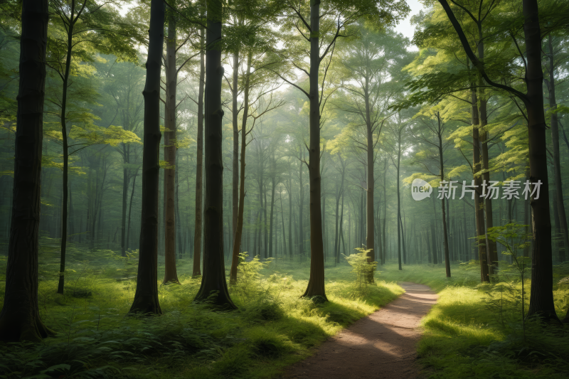 森林里有高大的树木和绿草的小径风景图片