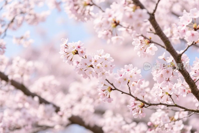 樱花春景摄影图