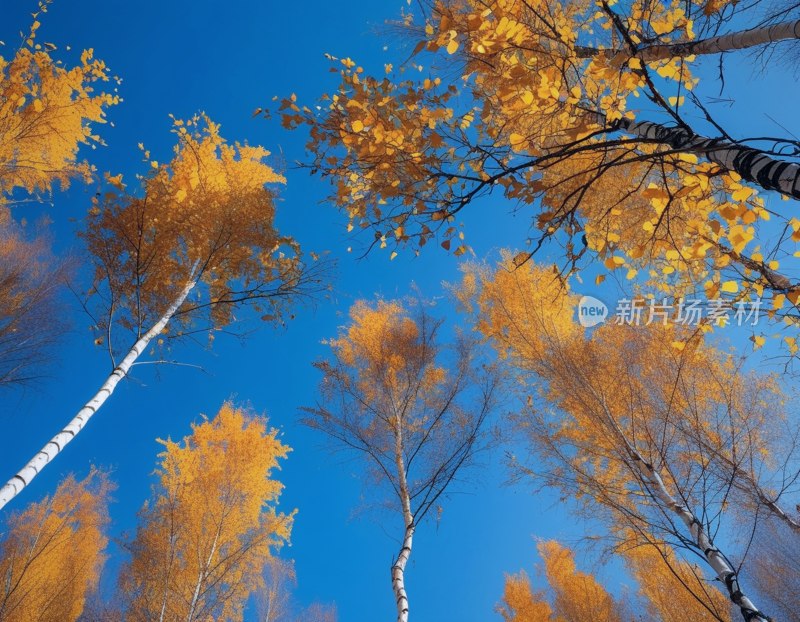 天山秋色白桦叶