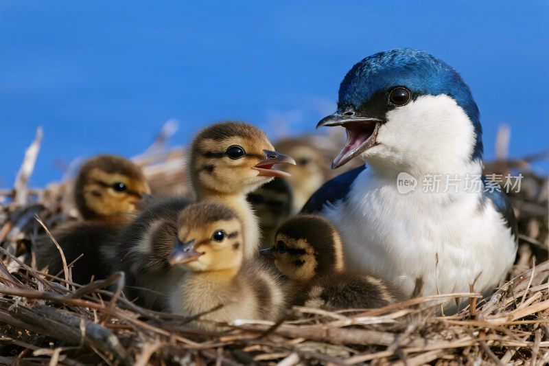 鸟与雏鸟育雏场景