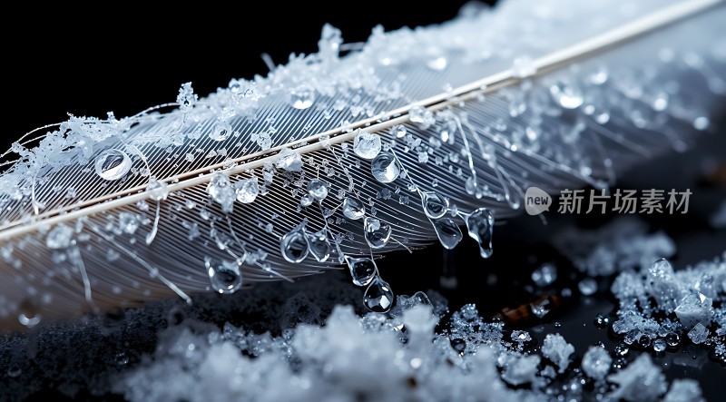 冰封羽毛上的晶莹剔透