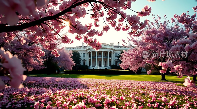 白宫春色满园