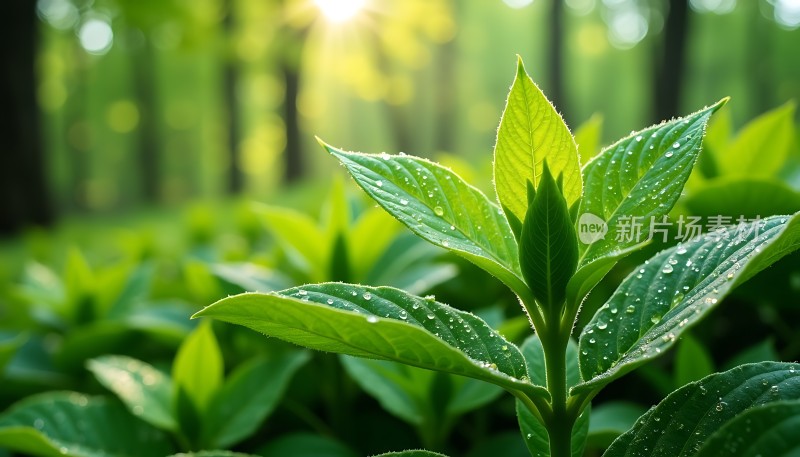 晨光中的露珠与绿叶