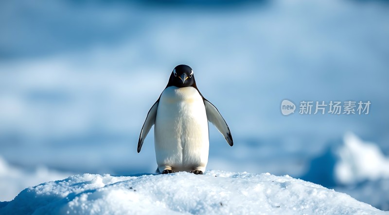 南极企鹅雪地上的孤独身影