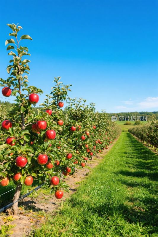 果园苹果树风光