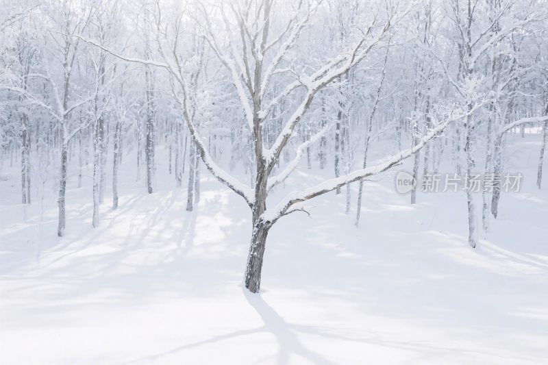 雪景树林冬日雪景