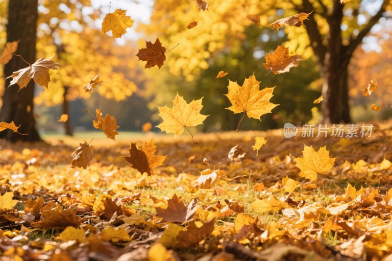 秋天落叶飘落景象