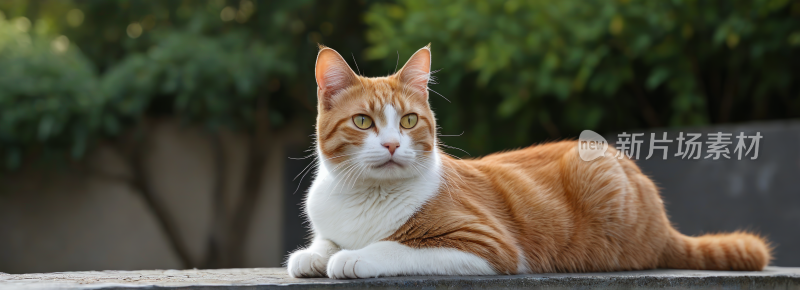 一只猫躺在桌子上高清风景横幅图片